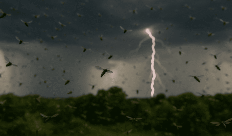 De ce apar invazii de insecte dupa fenomene meteo extreme 1