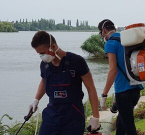 servicii dezinsectie 10 e1732119773924