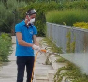 servicii dezinsectie 7 e1732119828106