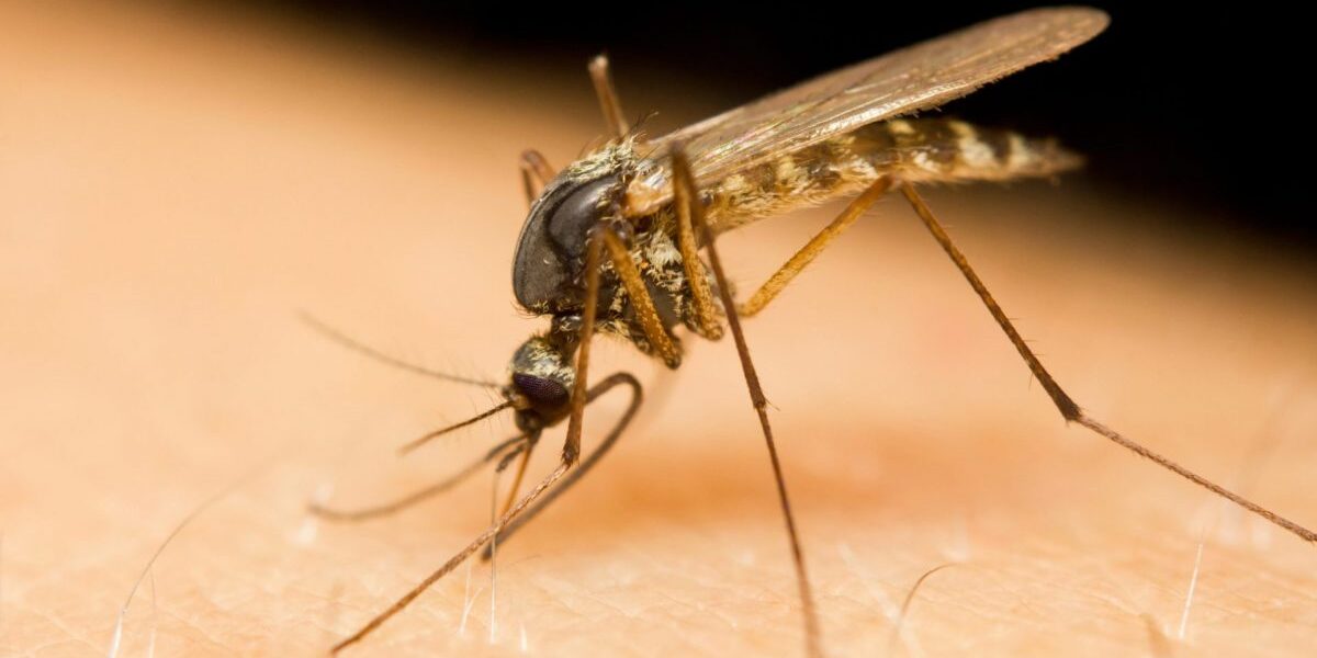 Combaterea Țânțarilor și Insectelor Dăunătoare