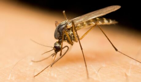 Combaterea Țânțarilor și Insectelor Dăunătoare